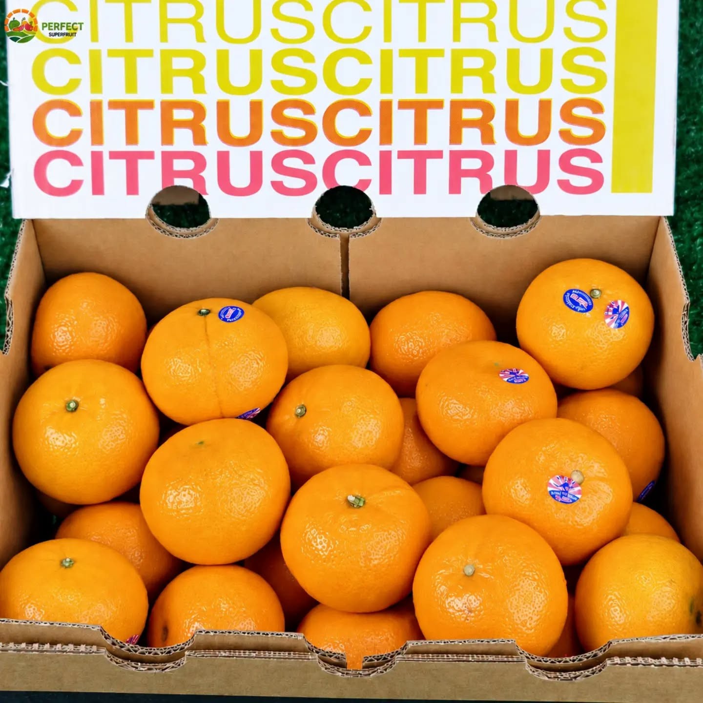 ส้มแมนดารินออสเตรเลีย Citrus รหัส IP-02 ราคา 690 บาท