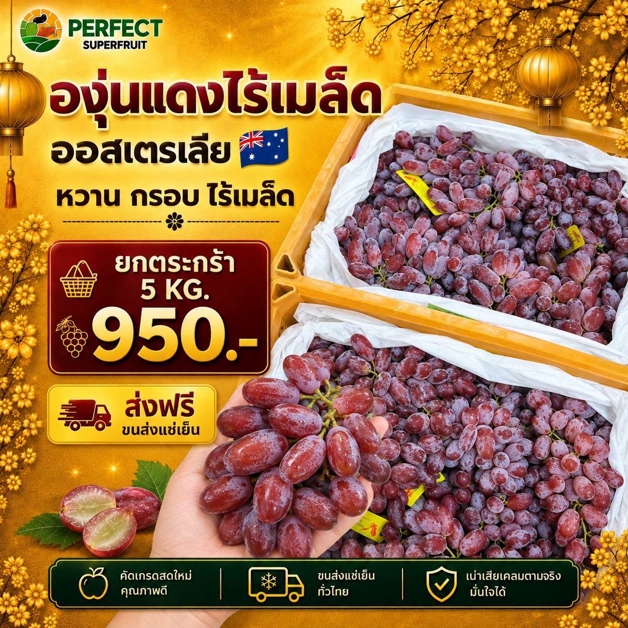 องุ่นแดงไร้เมล็ด ออสเตรเลีย รหัส IP-14 ราคา 950 บาท