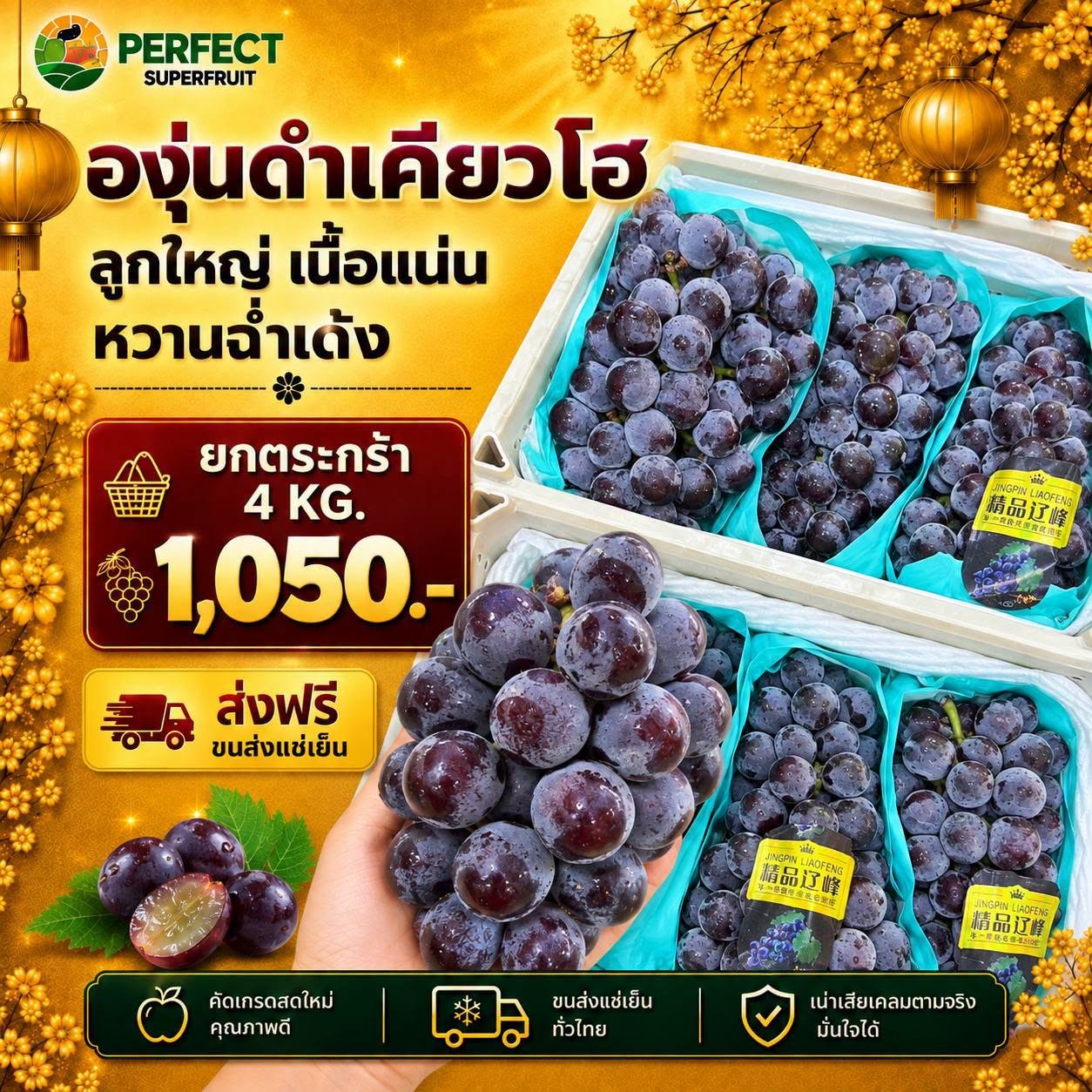 องุ่นดำเคียวโฮ รหัส IP-21 ราคา 1,050 บาท