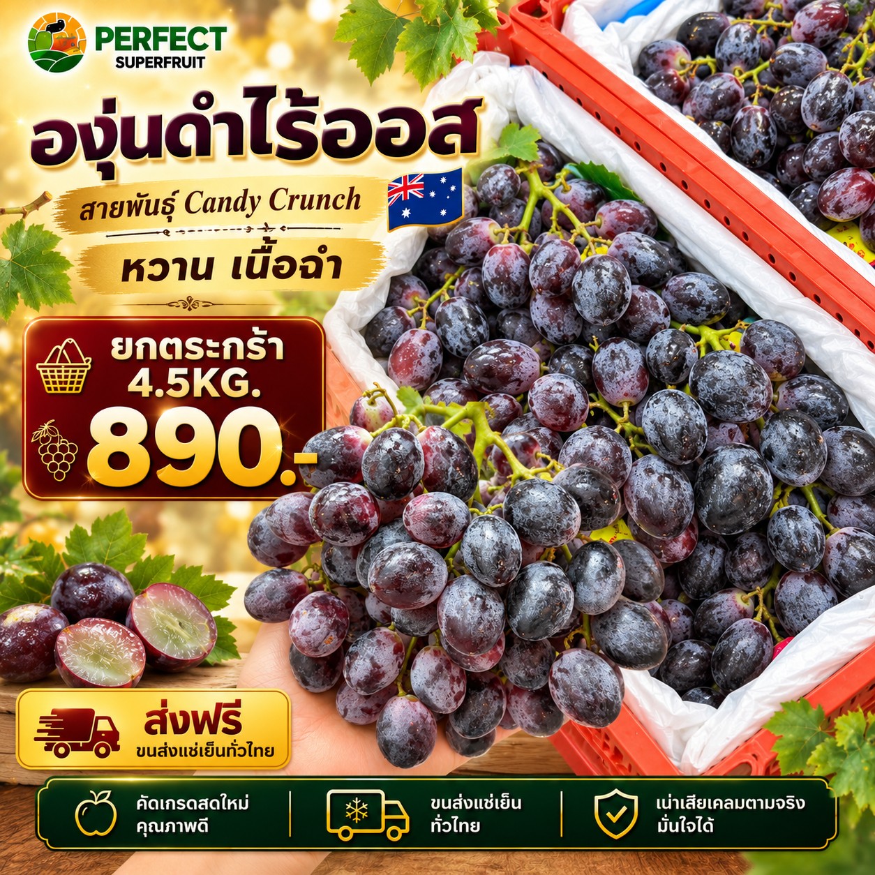 องุ่นดำไร้ออส รหัส IP-55 ราคา 890 บาท